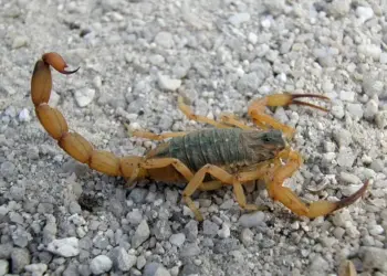 Foz do Iguaçu intensifica ações contra escorpiões após alta de chamados.