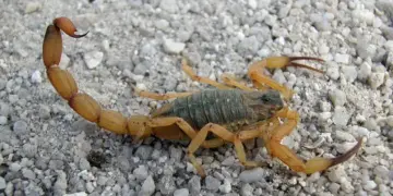 Foz do Iguaçu intensifica ações contra escorpiões após alta de chamados.