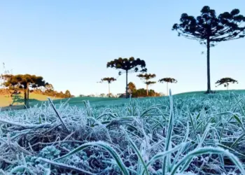 IDR-Paraná e Simepar iniciam serviço Alerta Geada na segunda-feira