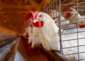 Sem casos detectados em granjas comerciais, Paraná reforça vigilância contra a gripe aviária