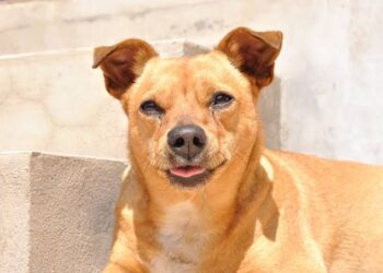 A síndrome de vira-lata iguaçuense