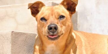 A síndrome de vira-lata iguaçuense