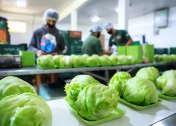 Paraná se consolida como líder na produção de orgânicos no Brasil