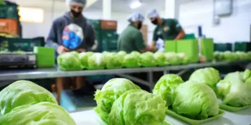 Paraná se consolida como líder na produção de orgânicos no Brasil