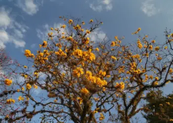 Primavera no Paraná terá calor acima da média e risco de temporais