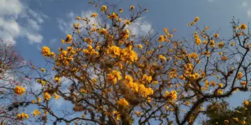 Primavera no Paraná terá calor acima da média e risco de temporais