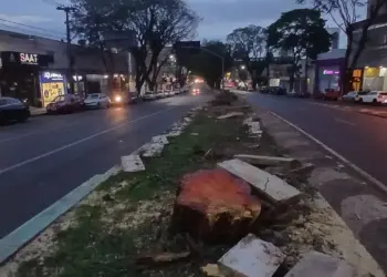 O erro de cortar tantas árvores na Avenida JK