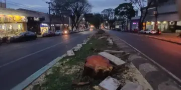 O erro de cortar tantas árvores na Avenida JK