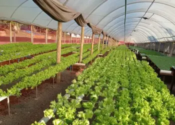 Projeto propõe criação do Programa Municipal de Fomento à Agroindústria e aos Bioprodutos