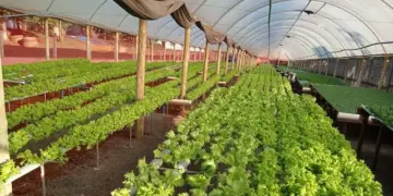 Projeto propõe criação do Programa Municipal de Fomento à Agroindústria e aos Bioprodutos