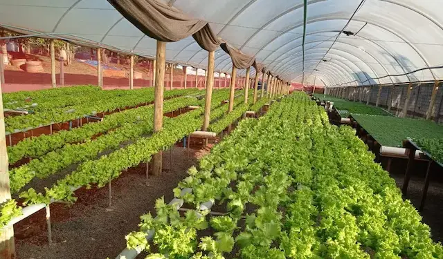 Foto: Reprodução/CMFI.