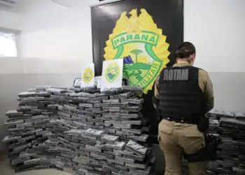 Paraná lidera apreensão de maconha no Brasil em 2025