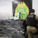 Paraná lidera apreensão de maconha no Brasil em 2025