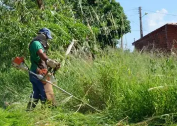 Município reforça orientações sobre limpeza de lotes e manejo de árvores