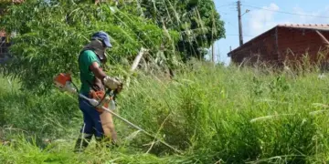 Município reforça orientações sobre limpeza de lotes e manejo de árvores