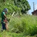 Município reforça orientações sobre limpeza de lotes e manejo de árvores
