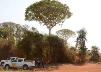 IBGE revisa limites entre Cerrado e Mata Atlântica em Minas Gerais e São Paulo