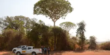 IBGE revisa limites entre Cerrado e Mata Atlântica em Minas Gerais e São Paulo