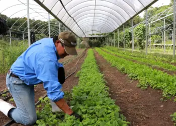 Tecpar abre seleção para bolsistas do programa Paraná Mais Orgânico