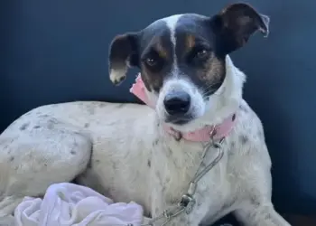 CastraPet chega a Foz do Iguaçu e lança agenda de dezembro no Paraná