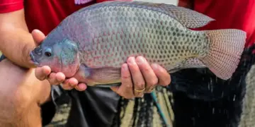 Feira do Peixe de Foz terá novo endereço e funcionamento também no feriado