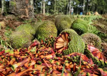 Paraná inicia colheita do pinhão com novo calendário e regras mais rígidas