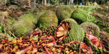 Paraná inicia colheita do pinhão com novo calendário e regras mais rígidas