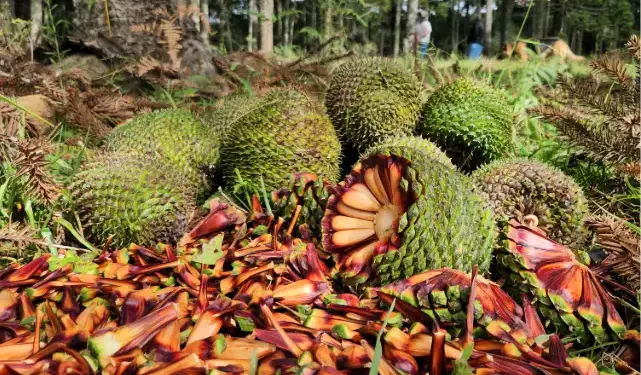 Foto: Divulgação/Governo de Santa Catarina.