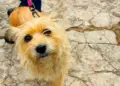 Vet-Móvel Paraná abre inscrições para atendimento gratuito de cães e gatos