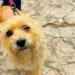 Vet-Móvel Paraná abre inscrições para atendimento gratuito de cães e gatos