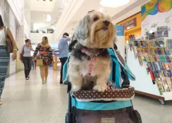 Assembleia aprova regras para funcionamento de espaços “Pet Friendly” no Paraná