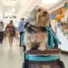 Assembleia aprova regras para funcionamento de espaços “Pet Friendly” no Paraná