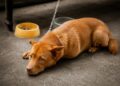 Câmara aprova regras mais rígidas contra maus-tratos e confinamento de animais