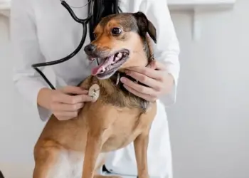 Exercício ilegal da medicina veterinária passa a ser crime previsto no Código Penal
