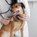 Exercício ilegal da medicina veterinária passa a ser crime previsto no Código Penal