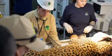 Onça-pintada capturada em Três Lagoas está segura no refúgio biológico da Itaipu