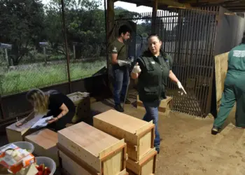 Novo canal do IAT registrou mais de 2,8 mil denúncias de crimes ambientais em 4 meses