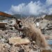Número de mortos pelos terremotos na Venezuela sobe para 3.811