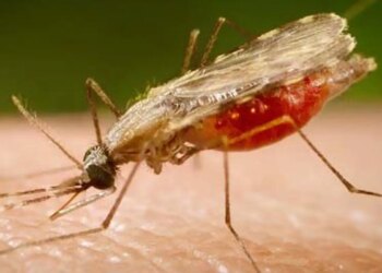 Estudo da Fiocruz identifica novos alvos e amplia perspectivas para vacina contra a malária