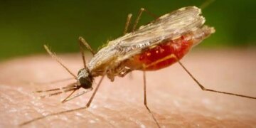 Estudo da Fiocruz identifica novos alvos e amplia perspectivas para vacina contra a malária