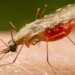 Estudo da Fiocruz identifica novos alvos e amplia perspectivas para vacina contra a malária