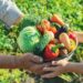Inscrições para agricultores familiares no Programa de Aquisição de Alimentos seguem até 27 de julho