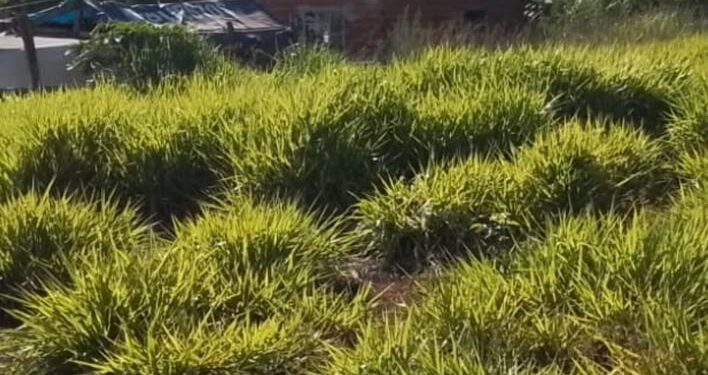 Prefeitura acompanha ocupações irregulares em área pública no bairro Jupira