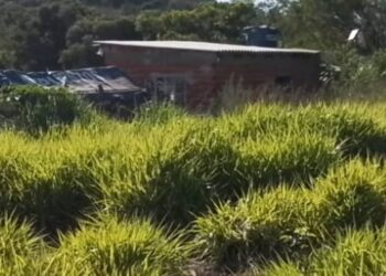 Prefeitura acompanha ocupações irregulares em área pública no bairro Jupira