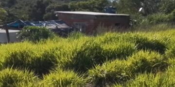 Prefeitura acompanha ocupações irregulares em área pública no bairro Jupira