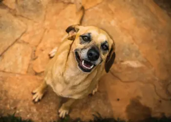 Câmara cobra informações sobre atendimento veterinário emergencial em Foz do Iguaçu