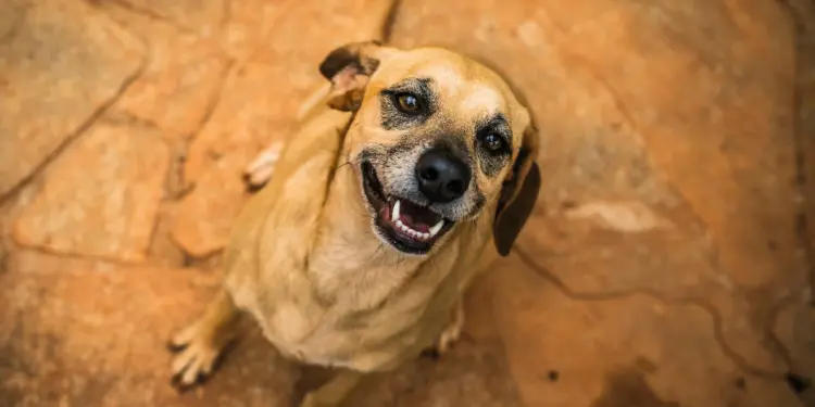 Câmara cobra informações sobre atendimento veterinário emergencial em Foz do Iguaçu
