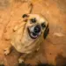 Câmara cobra informações sobre atendimento veterinário emergencial em Foz do Iguaçu