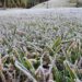 Paraná registra temperatura de -2,8°C e pode ter nova onda de frio no início de setembro