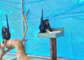 Zoológico de Cascavel recebe duas fêmeas de espécie ameaçada de extinção